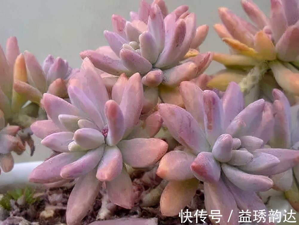 夏天|这些多肉夏天不休眠,耐热又耐晒,皮实好养状态美美哒
