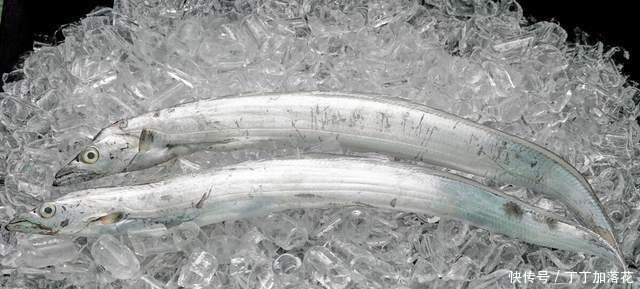 鲜美|买带鱼别管大小,认准这4种买准没错,肉质厚嫩鲜美,保证新鲜