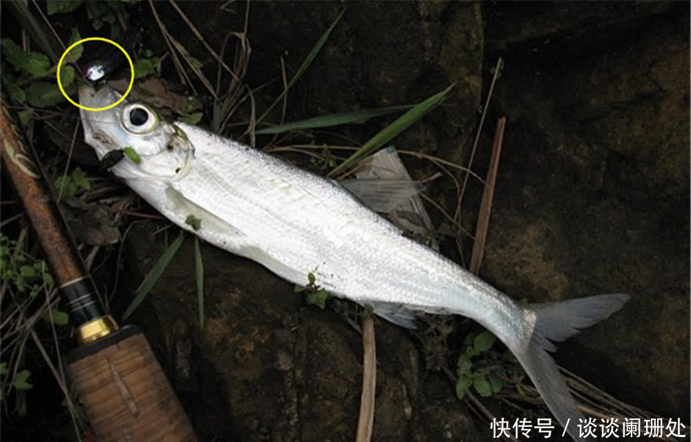 鱼钩|钓“米级翘嘴”,用这几种“泥鳅”钓法,大翘嘴一钓一个准!
