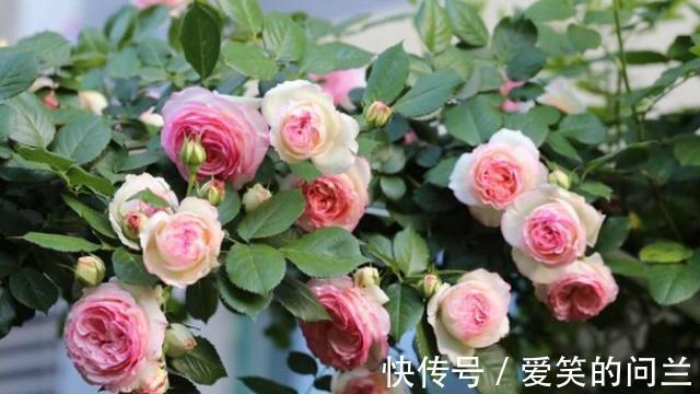 浇水|夏季月季开花“又小又丑”？别害怕，因为它在夏季需要这样做