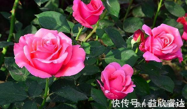 修剪|扦插月季只需做“2点”,生根快,易成活,长出新芽,直接开爆盆