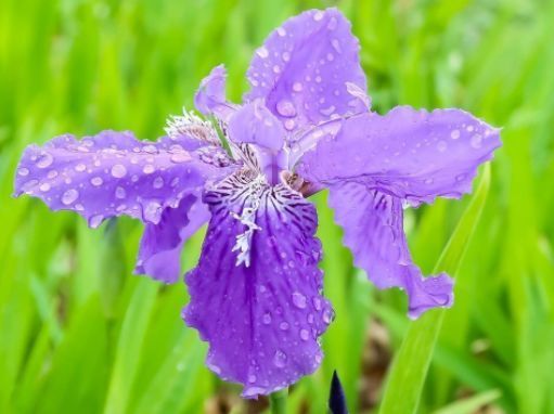 此款花草适合新手养,不怕晒,不怕热,繁花似锦,花美心情好!