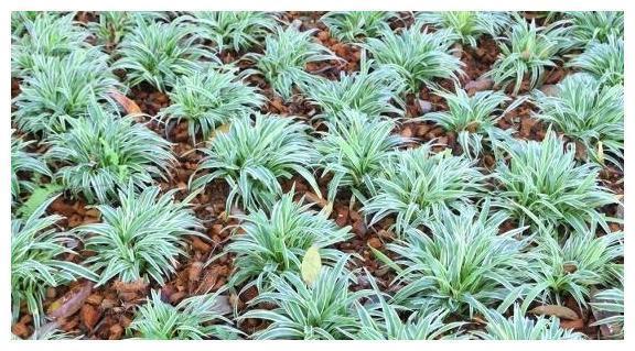 血糖|糖尿病的“源头”现身了,不是甜食,而是它,麻烦引起重视了