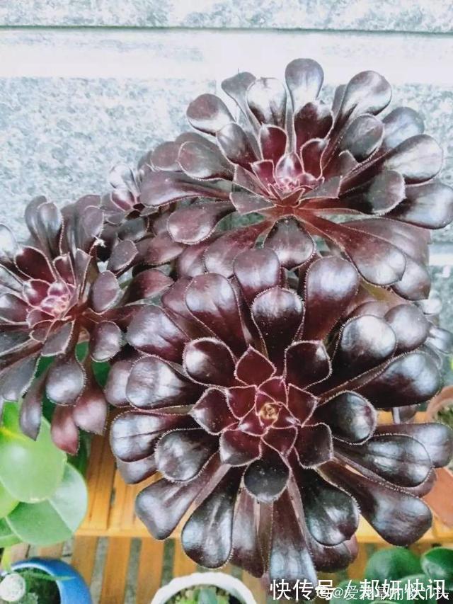 秋天多肉砍1刀，立马爆出一圈芽，1盆变10盆不花钱