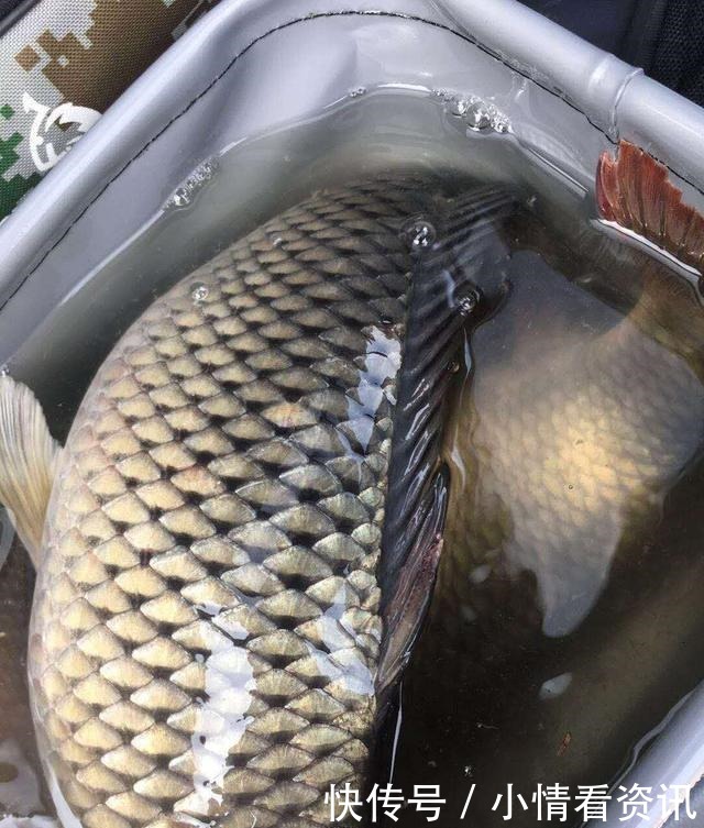 野钓连杆双飞的秘密勤抽窝、多放口、以鱼诱鱼!