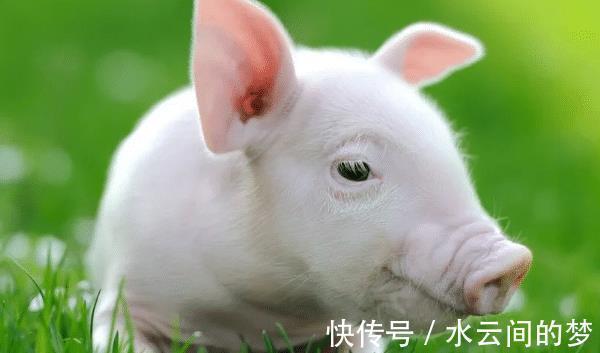 生肖|“十猪九富”，生肖猪以下4月出生最好命，福运满溢，家庭兴旺