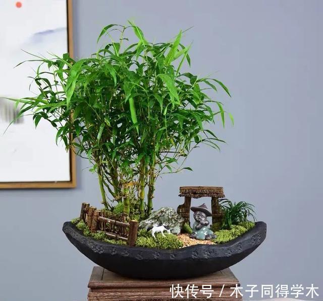 一种“吉祥竹”,清新典雅寓意好,家里养几盆,旺财又守家