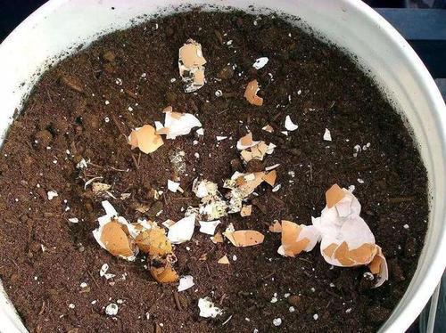 家里养花,2种东西掺盆里,土壤疏松透气,比淘米水强10倍!