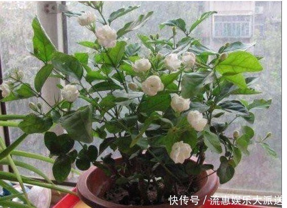 养花就要养这“3种”,不仅花量大花期还长,比绿萝还好养!