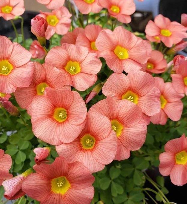 旺财|4种花好养易活,旺财又养人,花朵迷人,阵阵花香,花朵大!