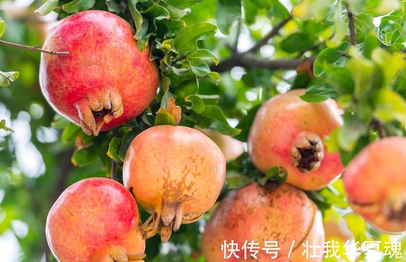 老话:家里养三树,幸福又富足,不是迷信,是过来人的经验