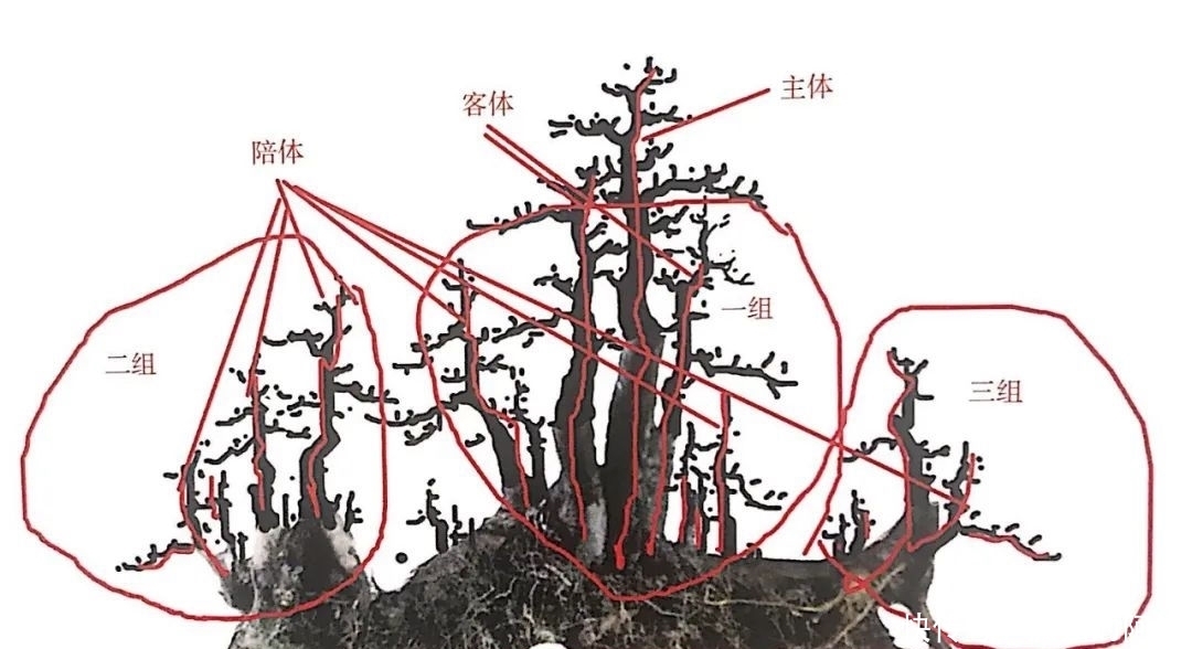 树桩造型是保留双干、三干还是多干，还得树桩自己说了算！