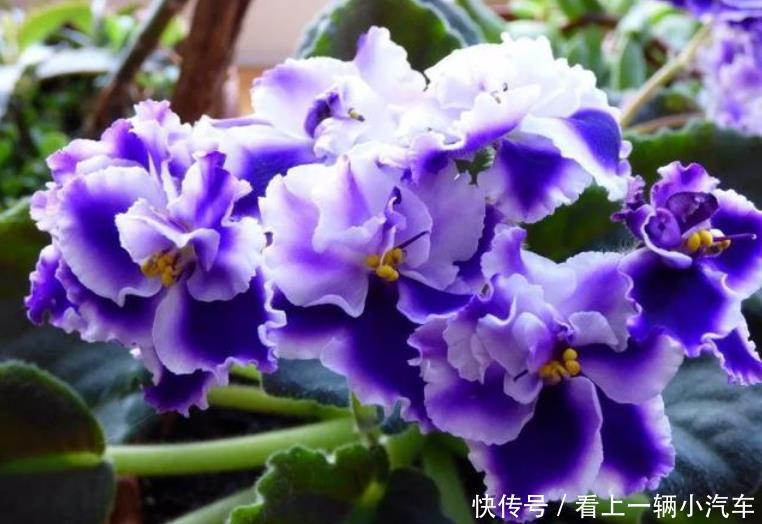 养花就养这几款,花大服盆快,沾点水就疯长,开花勤还爱爆盆