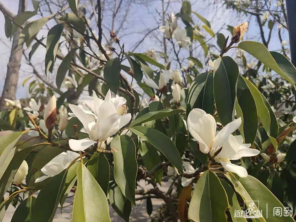 低薪|与美人梅合影，觅白玉兰芬芳，一起寻找杨浦公园里的春天