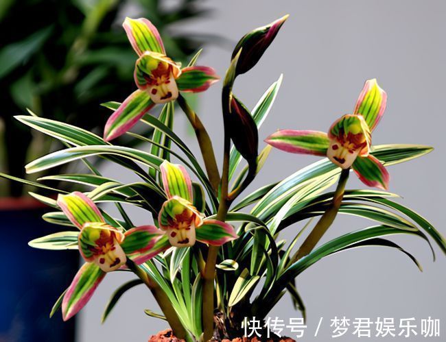 花卉|别只傻盯着养春兰蕙兰,这种款兰花也不错,香气浓郁还四季开花!