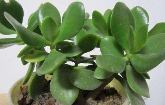 养花|秋冬养花,家里养3种花,易管理长势旺,懒人都能养爆盆