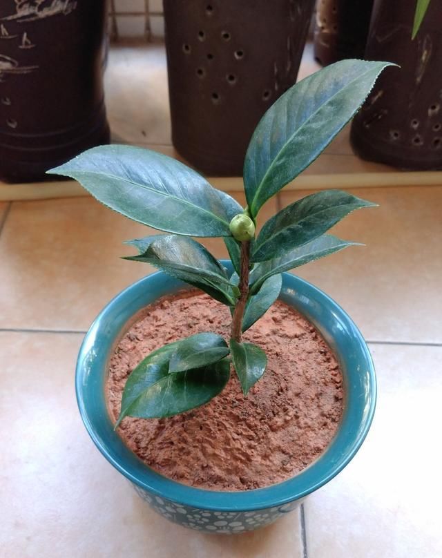 土里掺点它，土壤变微酸，花儿蹭蹭长不停