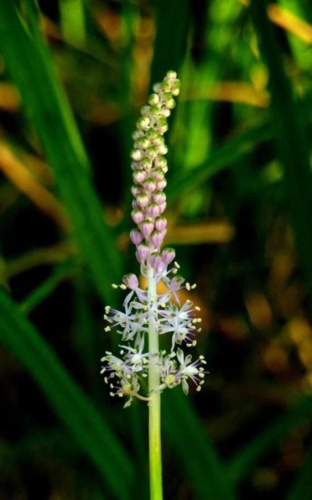 这野草看着像大蒜,其实价值更高,野生的不多见,人称“绵枣”