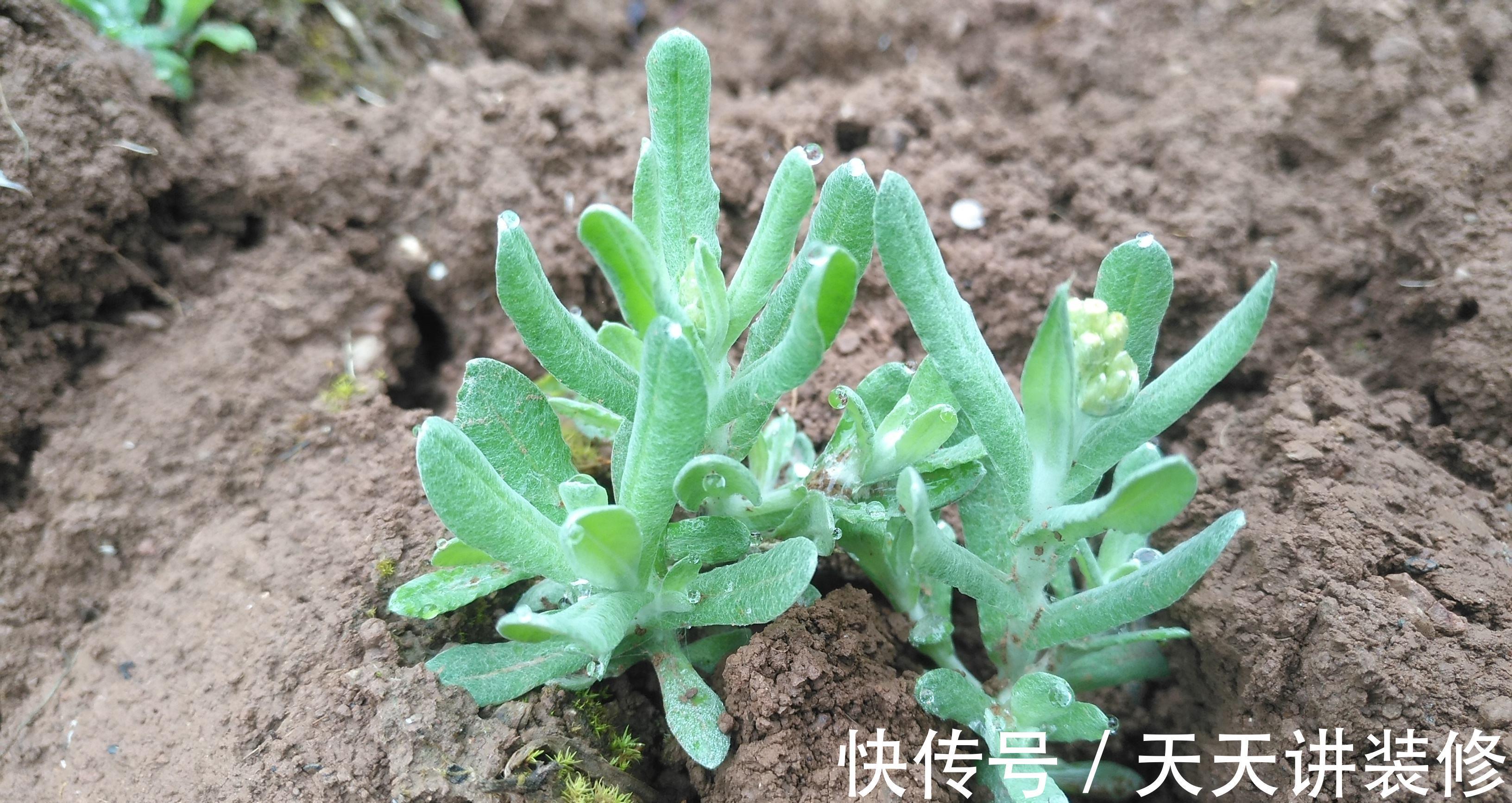 奇效|这种路边常见的野草，却是中医界的“宝”，清肺止咳、降压有奇效