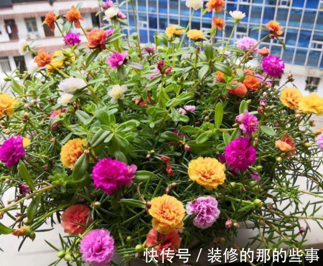 10月逛花市,7种花不能买,带回家养不好,来年不开花