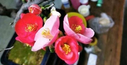 文化艺术|它被称为国艳,花色艳丽却无花香,为我国独有,颜色艳丽
