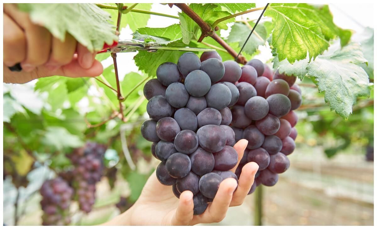 水果|吃一次等于喝“一桶油”，29岁女子脑梗离世，只因爱吃1种水果