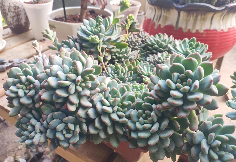 冬天的6种室内盆栽，“懒养”最合适，“勤养”反而容易出问题