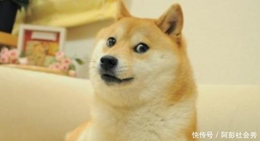 柴犬喜欢旋转 时而转成 钻头 时而转成右勾拳 快被网友玩坏了 快资讯