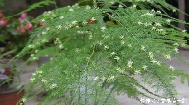 新芽|文竹就喜欢它的“汁液”,喝一口,新芽呼呼冒,稍不留神开满花