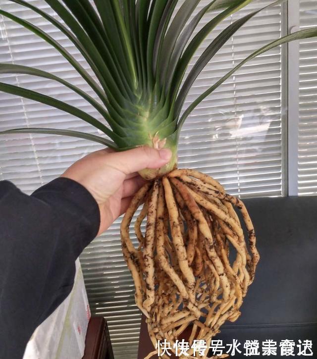 新芽|她给吊兰、君子兰喂2种肥,几月长出“萝卜根”,新芽新叶呼呼冒