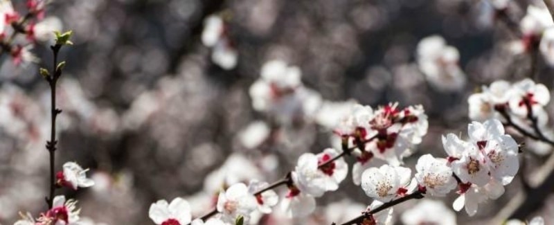 春日#秦观很有韵味的一首诗，苏轼读了都为之倾倒，不失为难得的佳作！