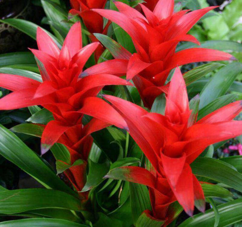 10种“旺运花”开花红艳艳,现在养一盆,春节刚好开,红火显富贵