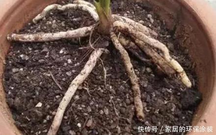 虫子|养花土,用一个塑料袋,轻松杀虫灭菌,花盆里一个虫子都没有