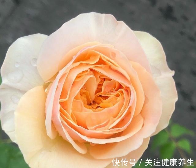 谁说月光族就不配养花这20种月季花月薪3000也能养!