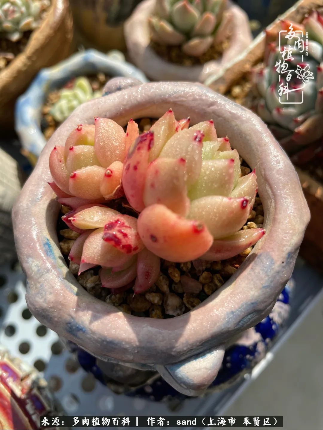 带着200多盆多肉，三个月搬两次家，是一种怎样的体验