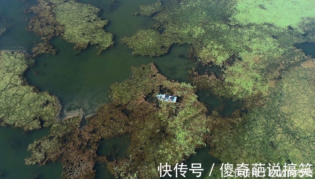 虽然水草处钓鱼效果不错,但忽视这5点,同样等于“”瞎胡跑”