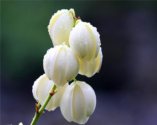 盆栽凤尾兰如何养教你3个养护凤尾兰的妙招，轻松爆盆又美观