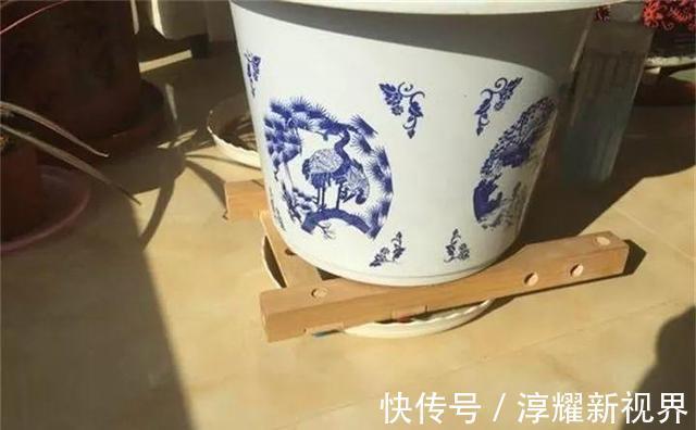 刚买的栀子花,养护“别大意”,一盆水浇下去,花苞全落地!