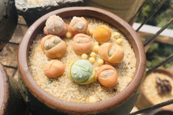 多肉|秋天到了,养多肉做好4点,很快就能养出迷人的好状态