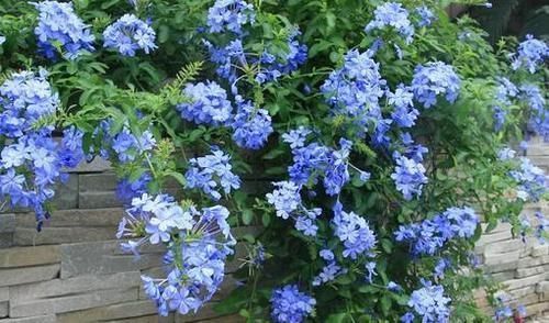 种花|如果我有“院子”,一定种此5种花,五彩斑斓长成一片“花海”