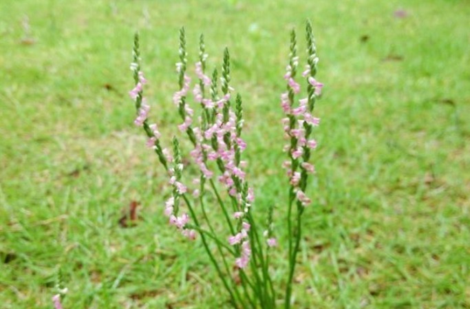 人参|此物植物叫“参”却不是人参，价值珍贵，遇见莫忽视