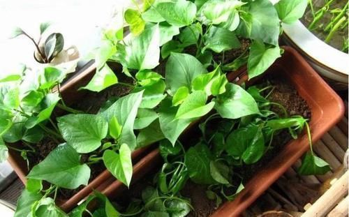 吃不完红薯,插水里就能活,增添乐趣还能食用