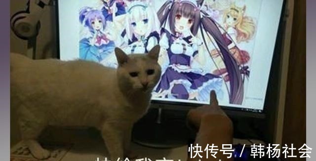 半兽人|想让猫咪变成人变是不可能的,但画师可以将其画出来!