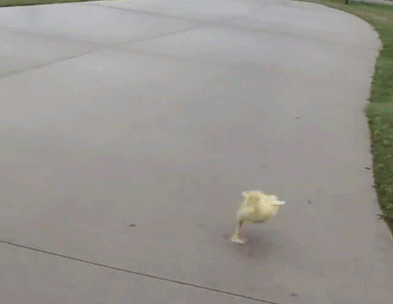 |搞笑GIF:在我们这,估计你一车西瓜是保不住了