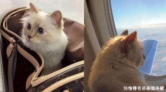 时尚界|世界上生活最奢侈的猫，当属老佛爷的最爱，富裕镇压“王可可”
