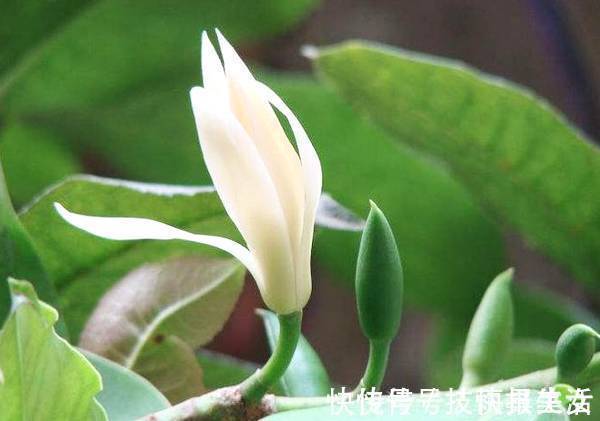 净化|绿萝抓紧扔了!此花净化空气效果是绿萝十倍,比桂花香,沾土就活