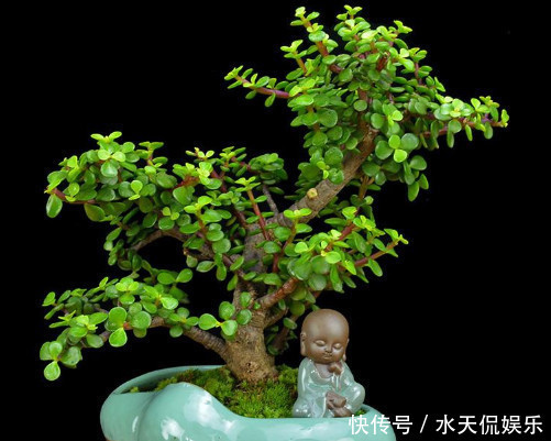 花盆|多肉玉树如何换盆教你3个小步骤,换盆后玉树越长越旺盛