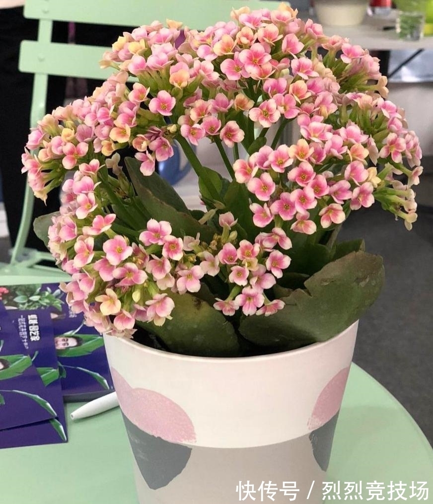 满盆|长寿花如何让它更“长寿”?仅需4步,小花苞就能开满盆