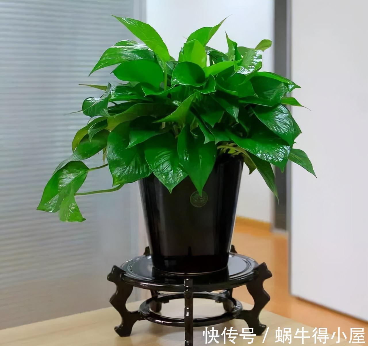 专业人士|想要早点入住新家,那一定要学会4个去甲醛的方法,让你放心入住