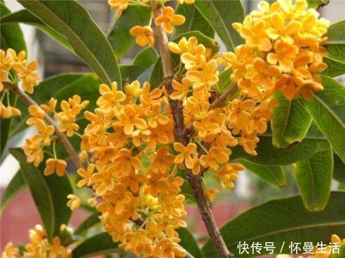 海棠海棠|院子阳台不要瞎养花,推荐几种树,果子好吃还能添福